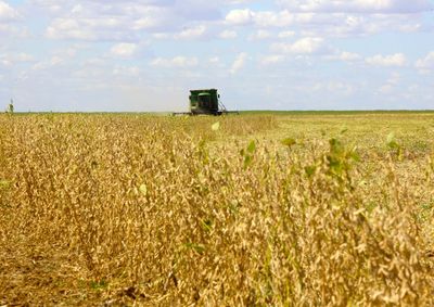Confira a cota&ccedil;&atilde;o das principais culturas agr&iacute;colas da regi&atilde;o para essa segunda (29)