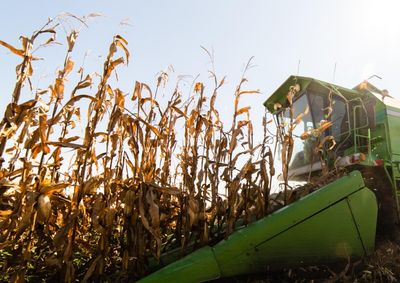 Confira a cota&ccedil;&atilde;o das principais culturas agr&iacute;colas da regi&atilde;o para essa sexta (3)