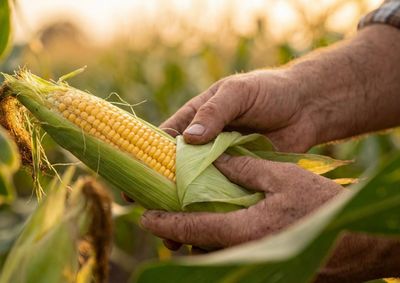 Confira a cota&ccedil;&atilde;o das principais culturas agr&iacute;colas da regi&atilde;o para essa ter&ccedil;a (14)