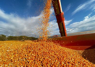 Confira a cota&ccedil;&atilde;o das principais culturas agr&iacute;colas da regi&atilde;o para essa sexta (17)