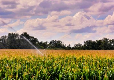 Confira a cota&ccedil;&atilde;o das principais culturas agr&iacute;colas da regi&atilde;o para essa quinta (23)