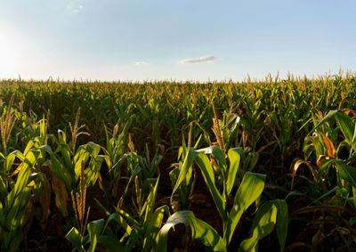 Confira a cota&ccedil;&atilde;o das principais culturas agr&iacute;colas da regi&atilde;o para essa sexta (31)