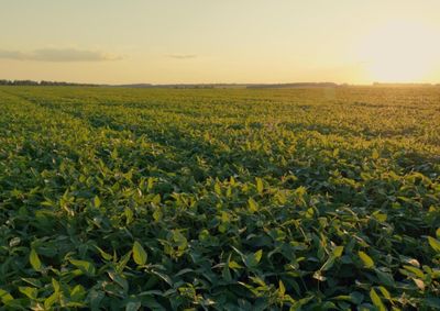 Confira a cota&ccedil;&atilde;o das principais culturas agr&iacute;colas da regi&atilde;o para essa segunda (6)