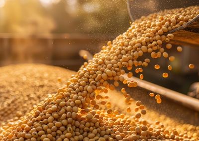 Confira a cota&ccedil;&atilde;o das principais culturas agr&iacute;colas da regi&atilde;o para essa sexta (10)