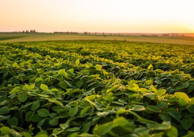 Confira a cota&ccedil;&atilde;o das principais culturas agr&iacute;colas da regi&atilde;o para essa quarta (15)
