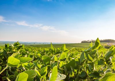 Confira a cota&ccedil;&atilde;o das principais culturas agr&iacute;colas da regi&atilde;o para essa segunda (20)