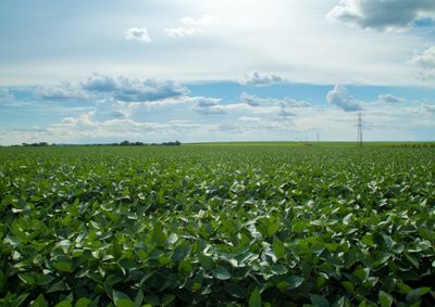 Confira a cota&ccedil;&atilde;o das principais culturas agr&iacute;colas da regi&atilde;o para essa sexta (24)