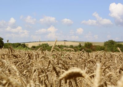 Confira a cota&ccedil;&atilde;o das principais culturas agr&iacute;colas da regi&atilde;o para essa quarta (22)