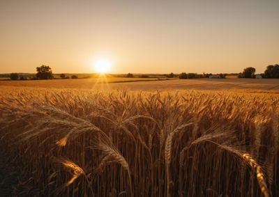 Confira a cota&ccedil;&atilde;o das principais culturas agr&iacute;colas da regi&atilde;o para essa quinta (30)