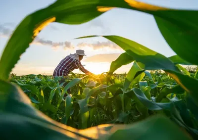 Nova regra beneficia produtores afetados por perdas entre 2019 e 2025 e permite refinanciar d&iacute;vidas rurais at&eacute; 12 de novembro