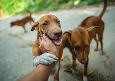 Feira ser&aacute; realizada neste s&aacute;bado (29), na Pra&ccedil;a Central, com animais do Canil Municipal dispon&iacute;veis para ado&ccedil;&atilde;o mediante apresenta&ccedil;&atilde;o de documentos