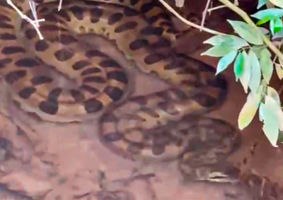 Apari&ccedil;&atilde;o da serpente surpreendeu moradores de uma propriedade rural localizada &agrave;s margens de um c&oacute;rrego, a poucos metros do Lago de Itaipu