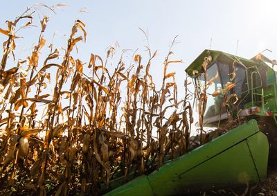 Confira a cota&ccedil;&atilde;o das principais culturas agr&iacute;colas da regi&atilde;o para essa ter&ccedil;a (11)