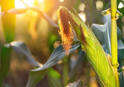Confira a cota&ccedil;&atilde;o das principais culturas agr&iacute;colas da regi&atilde;o para essa quarta (19)