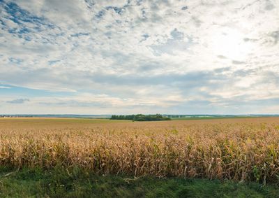 Confira a cota&ccedil;&atilde;o das principais culturas agr&iacute;colas da regi&atilde;o para essa segunda (24)