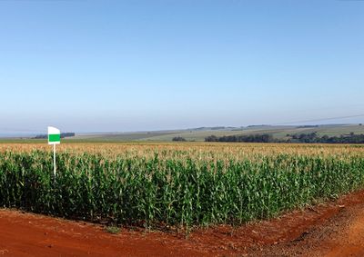 Confira a cota&ccedil;&atilde;o das principais culturas agr&iacute;colas da regi&atilde;o para essa sexta (28)
