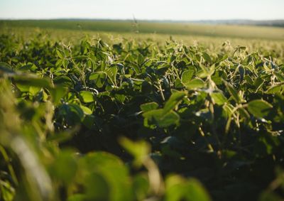 Confira a cota&ccedil;&atilde;o das principais culturas agr&iacute;colas da regi&atilde;o para essa segunda (3)