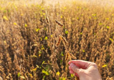 Confira a cota&ccedil;&atilde;o das principais culturas agr&iacute;colas da regi&atilde;o para essa quinta (6)