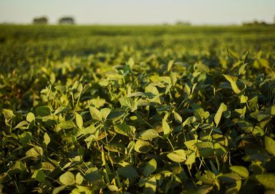 Confira a cota&ccedil;&atilde;o das principais culturas agr&iacute;colas da regi&atilde;o para essa quarta (12)