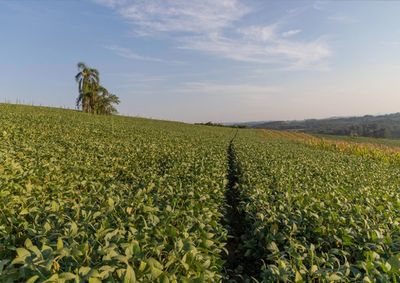 Confira a cota&ccedil;&atilde;o das principais culturas agr&iacute;colas da regi&atilde;o para essa segunda (17)