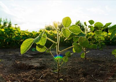 Confira a cota&ccedil;&atilde;o das principais culturas agr&iacute;colas da regi&atilde;o para essa quinta (20)