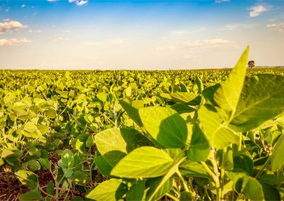 Confira a cota&ccedil;&atilde;o das principais culturas agr&iacute;colas da regi&atilde;o para essa quarta (26)