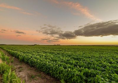 Confira a cota&ccedil;&atilde;o das principais culturas agr&iacute;colas da regi&atilde;o para essa segunda (31)