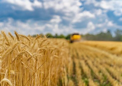 Confira a cota&ccedil;&atilde;o das principais culturas agr&iacute;colas da regi&atilde;o para essa ter&ccedil;a (4)