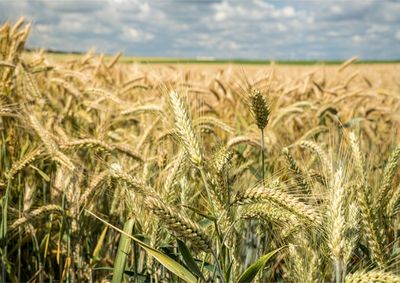 Confira a cota&ccedil;&atilde;o das principais culturas agr&iacute;colas da regi&atilde;o para essa segunda (10)