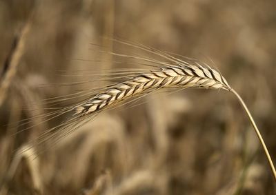 Confira a cota&ccedil;&atilde;o das principais culturas agr&iacute;colas da regi&atilde;o para essa quinta (13)