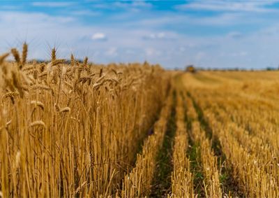 Confira a cota&ccedil;&atilde;o das principais culturas agr&iacute;colas da regi&atilde;o para essa ter&ccedil;a (18)
