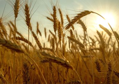 Confira a cota&ccedil;&atilde;o das principais culturas agr&iacute;colas da regi&atilde;o para essa quinta (27)
