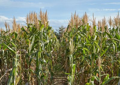 Confira a cota&ccedil;&atilde;o das principais culturas agr&iacute;colas da regi&atilde;o para essa ter&ccedil;a (15)