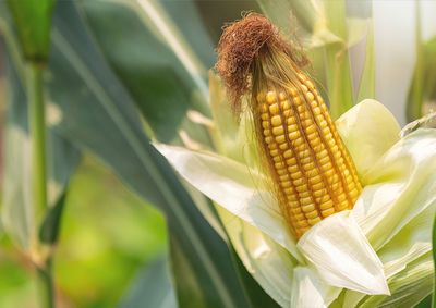 Confira a cota&ccedil;&atilde;o das principais culturas agr&iacute;colas da regi&atilde;o para essa sexta (18)
