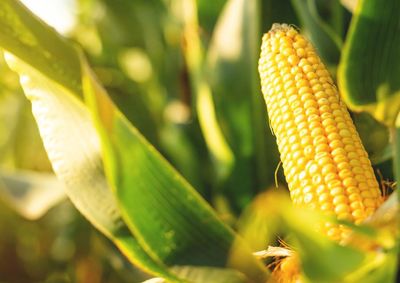 Confira a cota&ccedil;&atilde;o das principais culturas agr&iacute;colas da regi&atilde;o para essa quarta (2)
