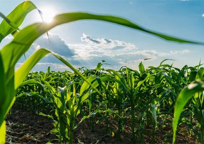 Confira a cota&ccedil;&atilde;o das principais culturas agr&iacute;colas da regi&atilde;o para essa ter&ccedil;a (8)