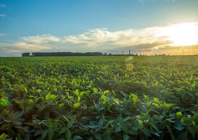 Confira a cota&ccedil;&atilde;o das principais culturas agr&iacute;colas da regi&atilde;o para essa quarta (30)