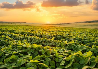 Confira a cota&ccedil;&atilde;o das principais culturas agr&iacute;colas da regi&atilde;o para essa quinta (17)