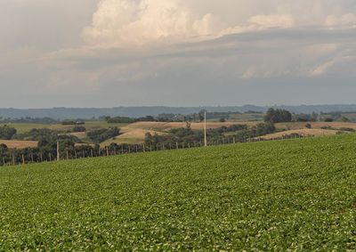 Confira a cota&ccedil;&atilde;o das principais culturas agr&iacute;colas da regi&atilde;o para essa sexta (25)