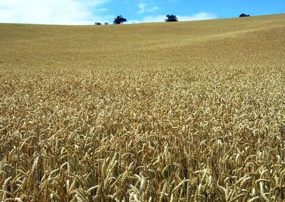 Confira a cota&ccedil;&atilde;o das principais culturas agr&iacute;colas da regi&atilde;o para essa ter&ccedil;a (1&ordm;)