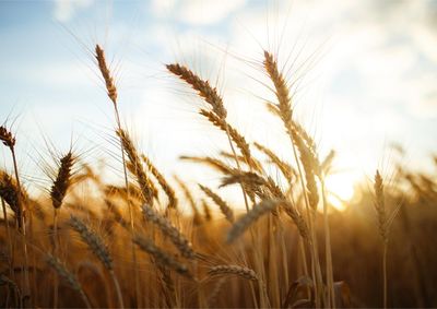 Confira a cota&ccedil;&atilde;o das principais culturas agr&iacute;colas da regi&atilde;o para essa sexta (11)