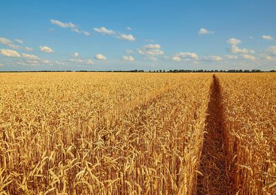 Confira a cota&ccedil;&atilde;o das principais culturas agr&iacute;colas da regi&atilde;o para essa segunda (21)