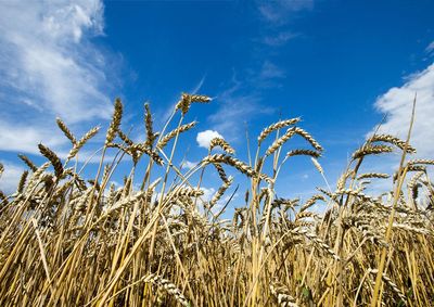 Confira a cota&ccedil;&atilde;o das principais culturas agr&iacute;colas da regi&atilde;o para essa quinta (24)