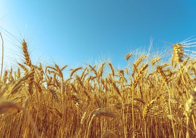 Confira a cota&ccedil;&atilde;o das principais culturas agr&iacute;colas da regi&atilde;o para essa ter&ccedil;a (29)