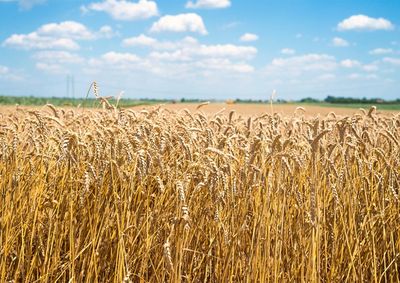 Confira a cota&ccedil;&atilde;o das principais culturas agr&iacute;colas da regi&atilde;o para essa sexta (4)