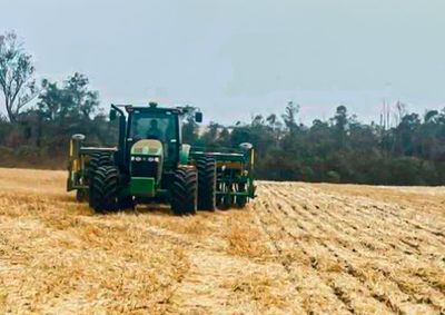 Produtores iniciam a implanta&ccedil;&atilde;o da safra 2026/27 e acompanham chuvas, previs&atilde;o de El Ni&ntilde;o e comportamento do mercado da oleaginosa
