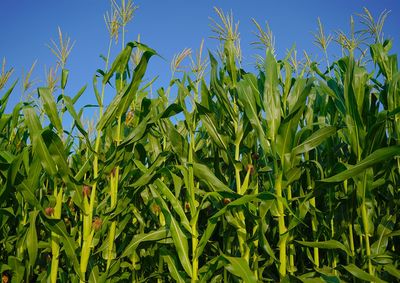 Confira a cota&ccedil;&atilde;o das principais culturas agr&iacute;colas da regi&atilde;o para essa quinta (1&ordm;)