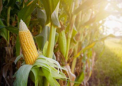 Confira a cota&ccedil;&atilde;o das principais culturas agr&iacute;colas da regi&atilde;o para essa ter&ccedil;a (6)