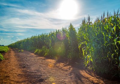 Confira a cota&ccedil;&atilde;o das principais culturas agr&iacute;colas da regi&atilde;o para essa quinta (15)