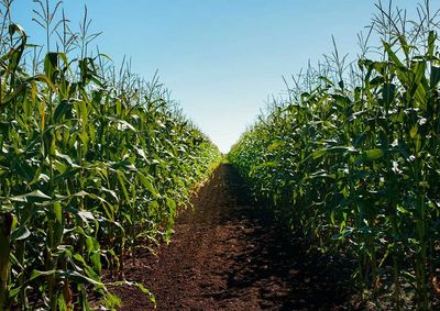Confira a cota&ccedil;&atilde;o das principais culturas agr&iacute;colas da regi&atilde;o para essa ter&ccedil;a (20)